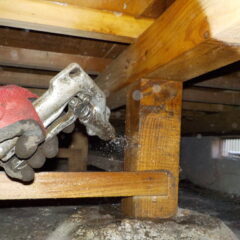 シロアリ駆除・予防、各種害虫駆除やってます。